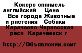 Кокерс спаниель английский  › Цена ­ 4 500 - Все города Животные и растения » Собаки   . Карачаево-Черкесская респ.,Карачаевск г.